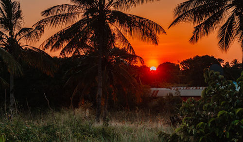 Silhouette palm trees on field against orange sky