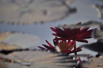 Close-up of red flower