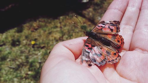 Close-up of butterfly on hand