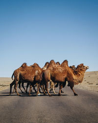 View of a horse on desert against sky