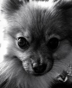 Close-up portrait of dog at home
