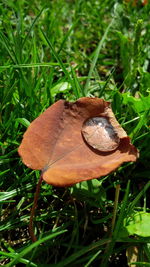 Close-up of snail on grassy field