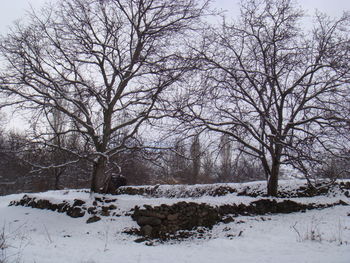 Bare trees on snow covered landscape