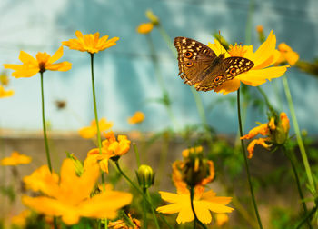 Close-up of butterfly on yellow flowers