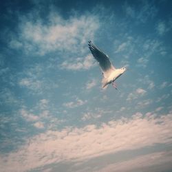 Low angle view of seagull flying against sky