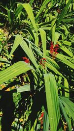 Close-up of plants growing on field