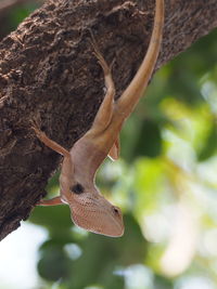 Close-up of lizard on tree trunk