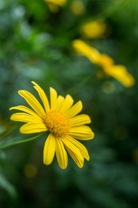 Close-up of yellow flower