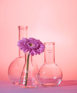 Close-up of pink flower in vase