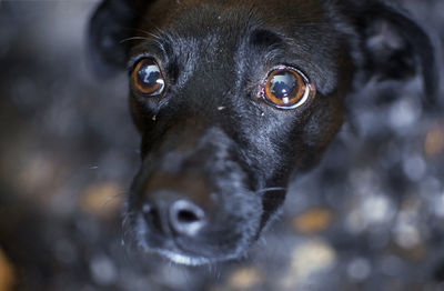 Close-up portrait of dog