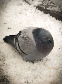 Close-up of pigeon on snow covered land