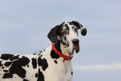 Portrait of dog looking away