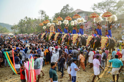 Elephant at trichur pooram festival kerala, india