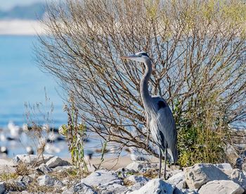 Close-up of bird by the water