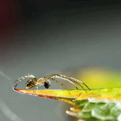 Close-up of insect