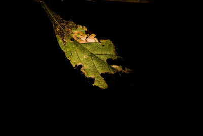 Close-up of silhouette leaf against black background