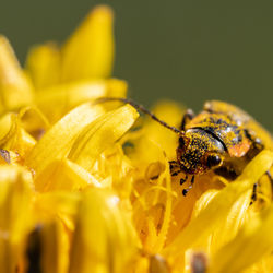 Close-up of insect on yellow flower