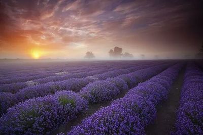 Scenic view of field against sky at sunset