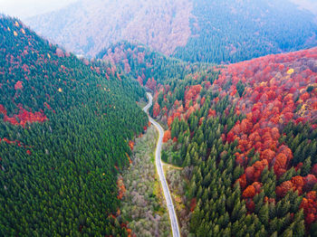 High angle view of road amidst trees in forest