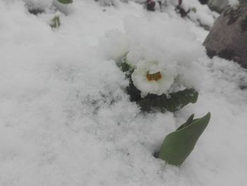 High angle view of flower on snow