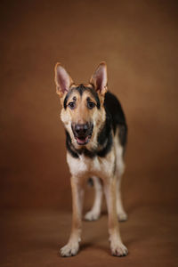 Portrait of dog standing on floor