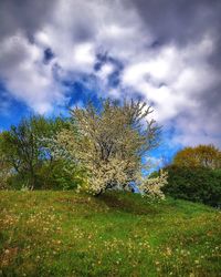 Trees on field against sky