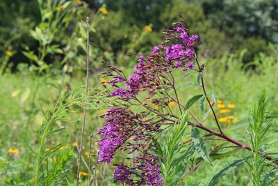 Close-up of purple flowering plants on field