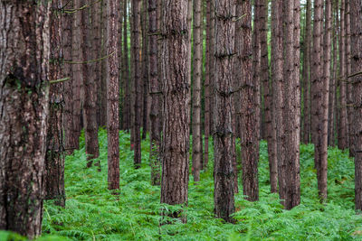 Pine trees in forest