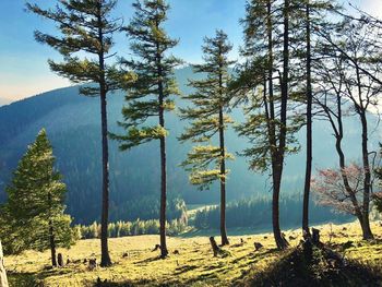 Panoramic view of pine trees in forest against sky