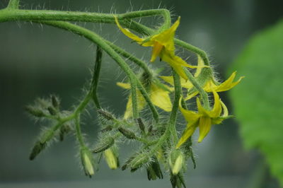 Close-up of flowering plant