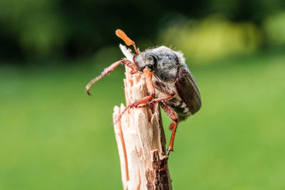 Close-up of insect on leaf