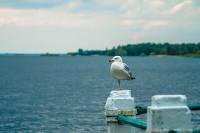 Seagull perching on sea against sky