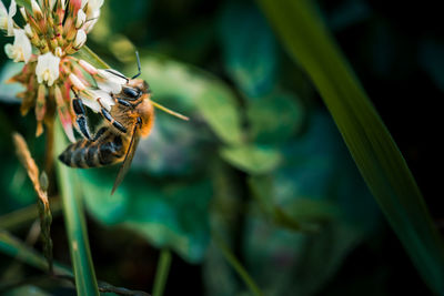 Close-up of bee pollinating flower