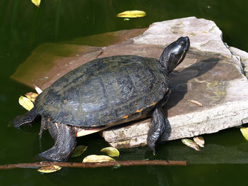 Close-up of turtle in water