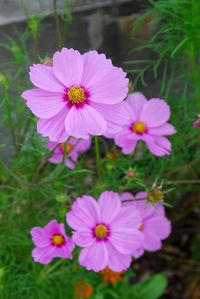 Close-up of cosmos blooming outdoors