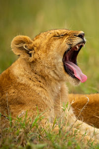 Close-up of lion cub yawning on grass