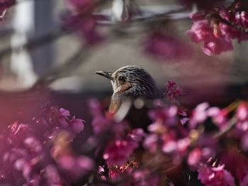 Close-up of butterfly pollinating on pink flower
