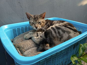 High angle view of cat sleeping in basket