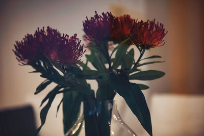 Close-up of flowering plant in vase at home