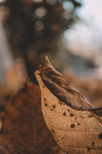 Close-up of lizard on rock