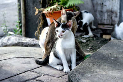 Close-up of cats sitting on street