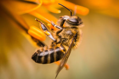 Close-up of bee on yellow flower
