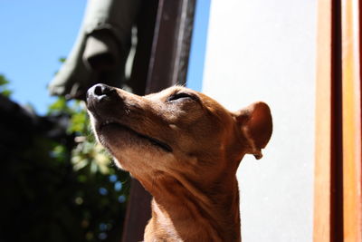 Close-up of a dog looking away