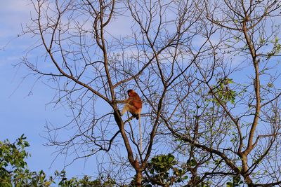Low angle view of bird perching on tree
