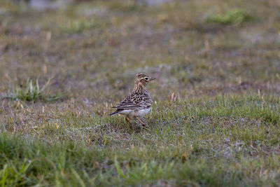 Close-up of bird on field