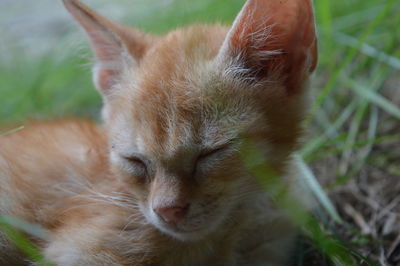 Close-up of cat sleeping on grass