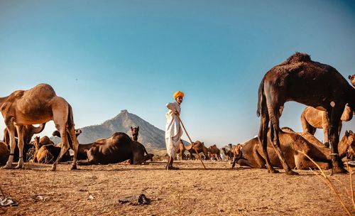 Panoramic view of people on desert against clear sky