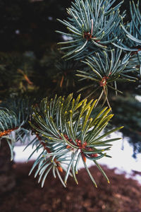 Close-up of pine tree