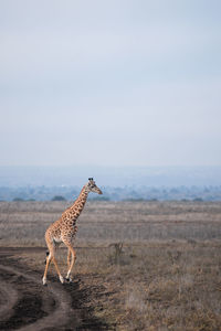 Giraffe on field against clear sky