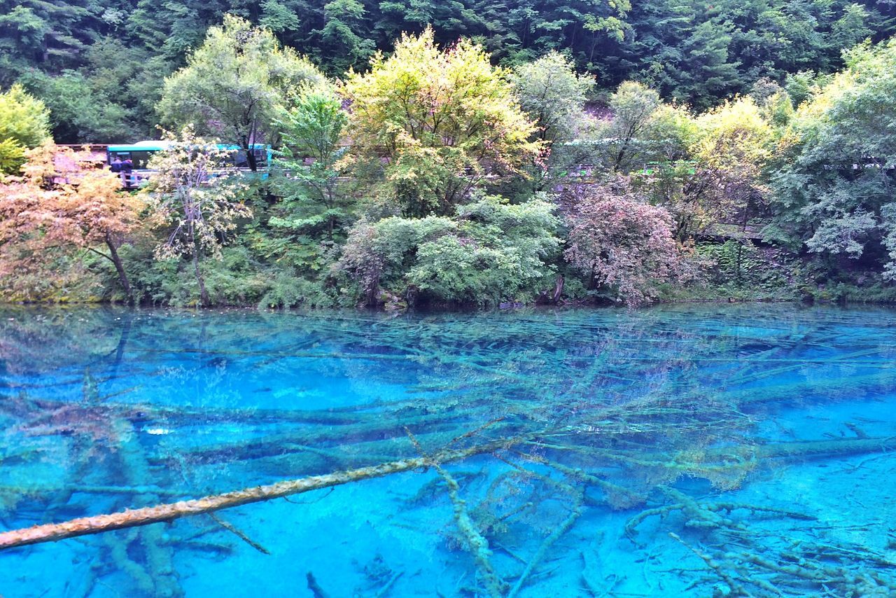 SWIMMING POOL AGAINST TREES